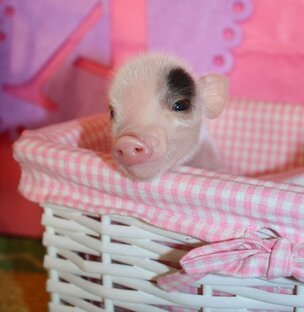 МИНИ ПИГИ ДОМАШНИЕ Mini pigi и не только...!