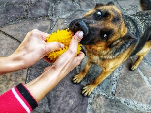 Странная шишка