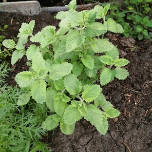 Заказы и питомники