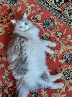 Мои толстуси 