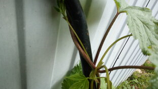 Необычное в обычном