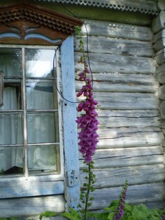 Сказки (полная версия)