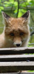 Алиса и малыши