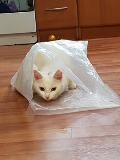 Эти милые кошки.