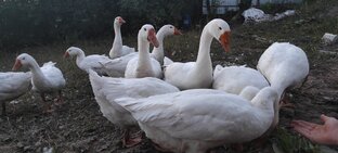 Гуси, утки