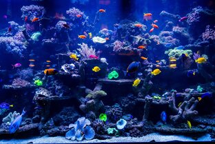 Аквариумистика. Советы.