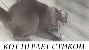 ПРИКОЛЫ МОЕГО КОТА