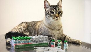 Советы владельцам 