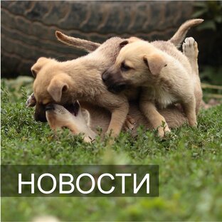 Новости
