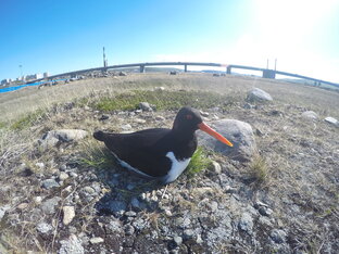 Видео с птицами