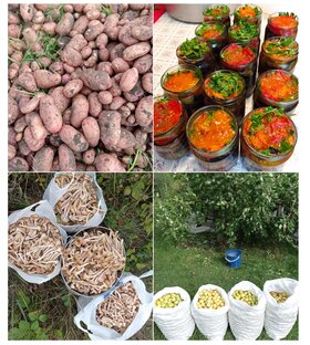 Сбор урожая. Заготовки. Хлеб насущный. 