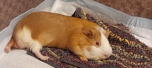 Веселые и не только рассказы про Масю и Лёву 