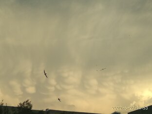 Творение пера.