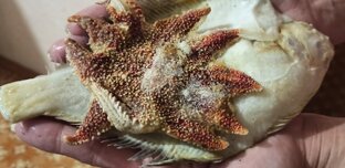 Кто нибудь готовил морскую звезду?