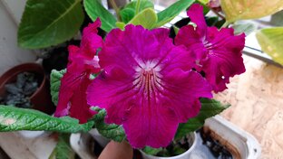 Цветы комнатные