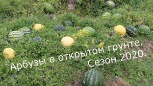 Арбузы и дыни в Нижегородской области. Урожай 2020.