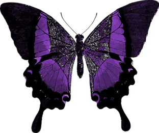 Дзен Butterfly статистика