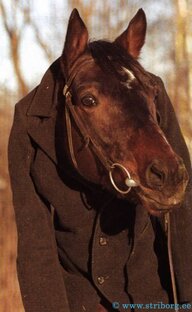 Дзен Заметки обывателя статистика