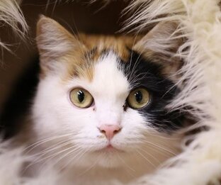 Дзен Кошка Богатка статистика