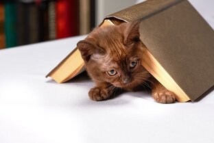 Дзен Книжки из подполья статистика