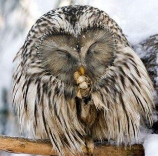 Дзен Большой ЫП статистика