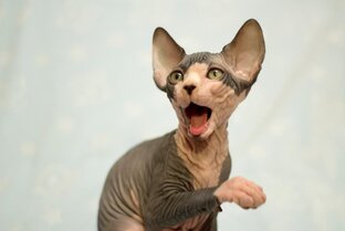 Дзен Happy Cat статистика