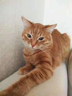 Дзен Модный Кот статистика