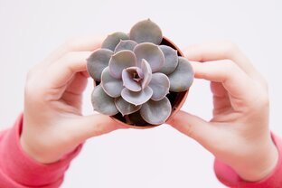 Статистика Дзен Succulent life