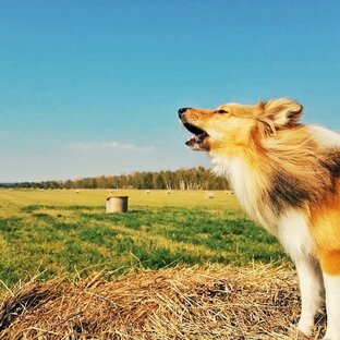 Дзен КуртаЖизнь статистика