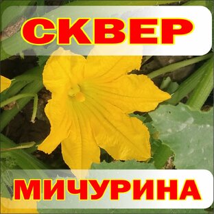 Дзен Сквер Мичурина статистика