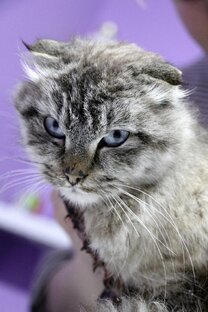 Статистика Дзен Кошачьи новости Амуры