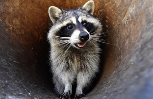 Дзен Политический енот статистика