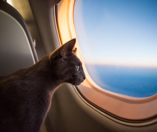 Статистика Дзен TRAVEL CAT