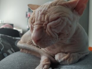 Дзен Crazy Dzen  статистика