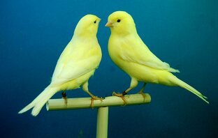 Понимание поведения птиц