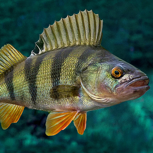 Дзен Рыбалка статистика