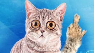 Дзен Nice Video статистика