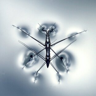 Дзен Водомерки статистика