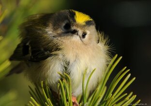 Логотип канала Goldcrest\Королева Валерия