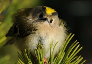 Goldcrest\Королева Валерия