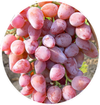 Виноград от В.Т. Галущенко и Ю.С. Березовского (2008) | Полный обзор