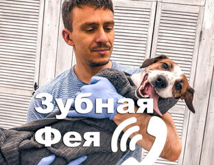 Статистика Дзен Зубная фея  - сотворяю сам.