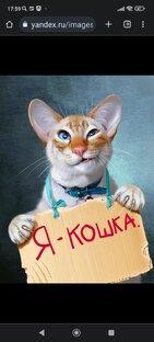 Дзен Кошка я статистика