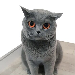 Статистика Дзен Sky Super Cat