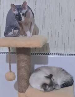 Василиса и Зая (Соня)