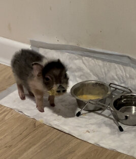 Питание микро пига 🍌