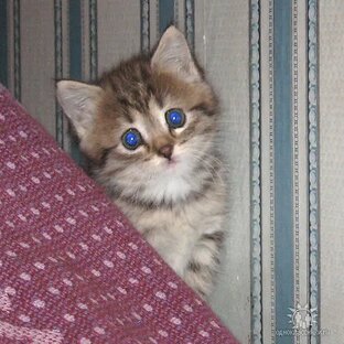 "Ерунда пушистая" 