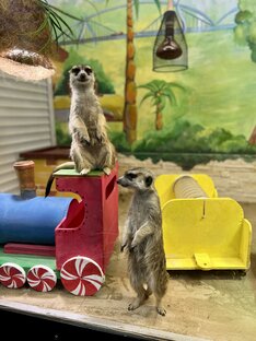 Мир животных