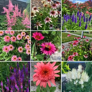  цвет в саду