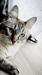 Кот Чичик!